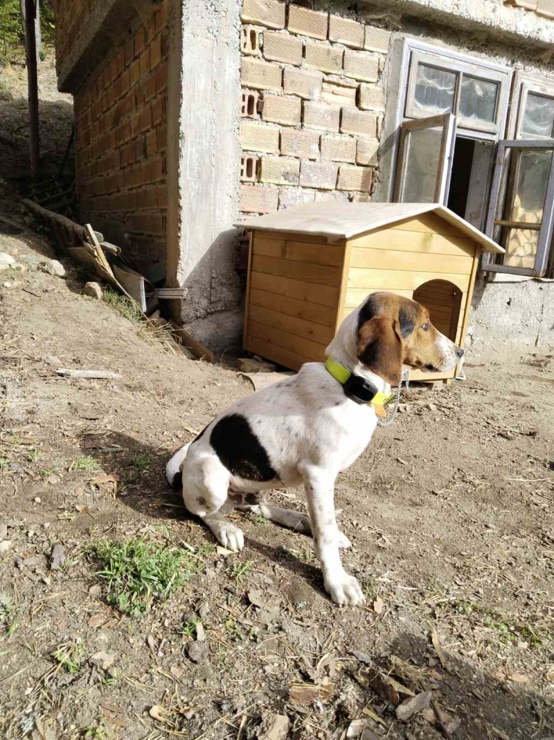 4G Pet GPS Tracker