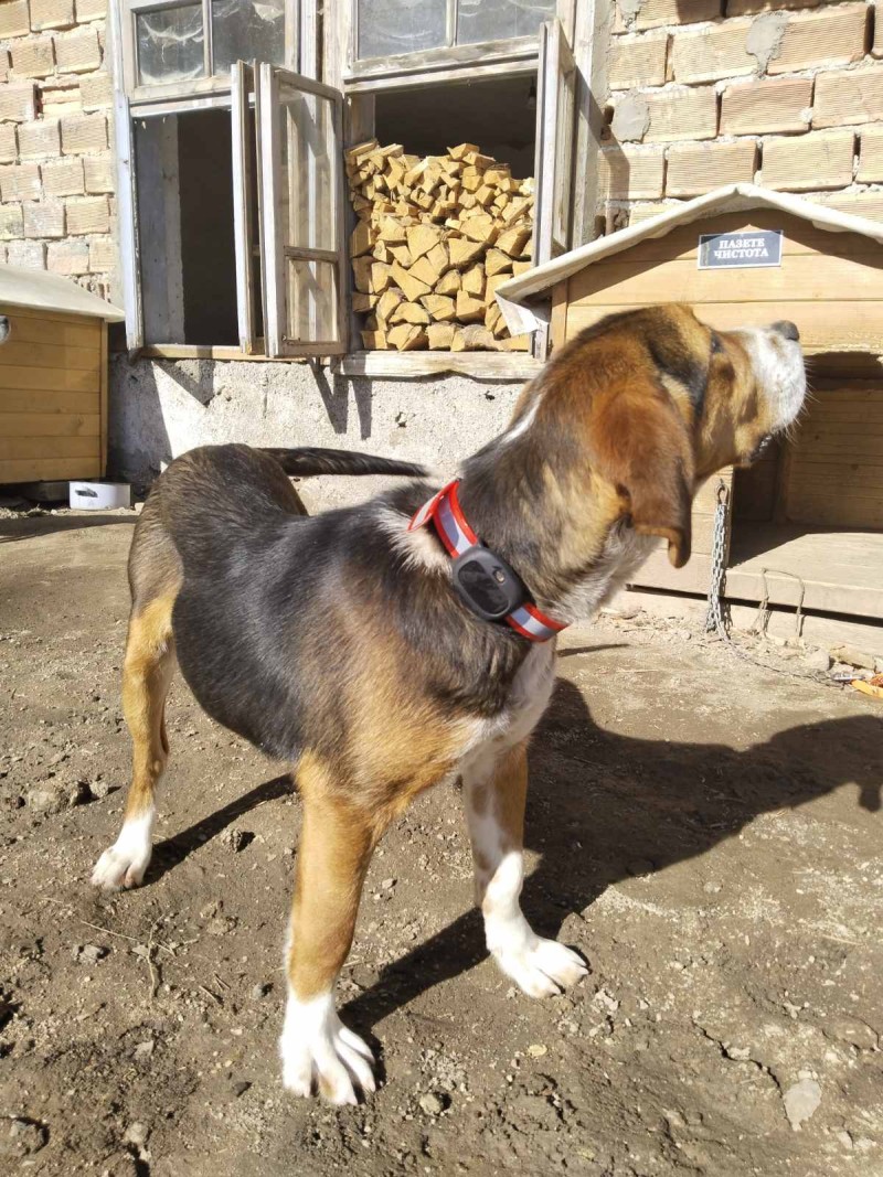 4G Pet GPS Tracker
