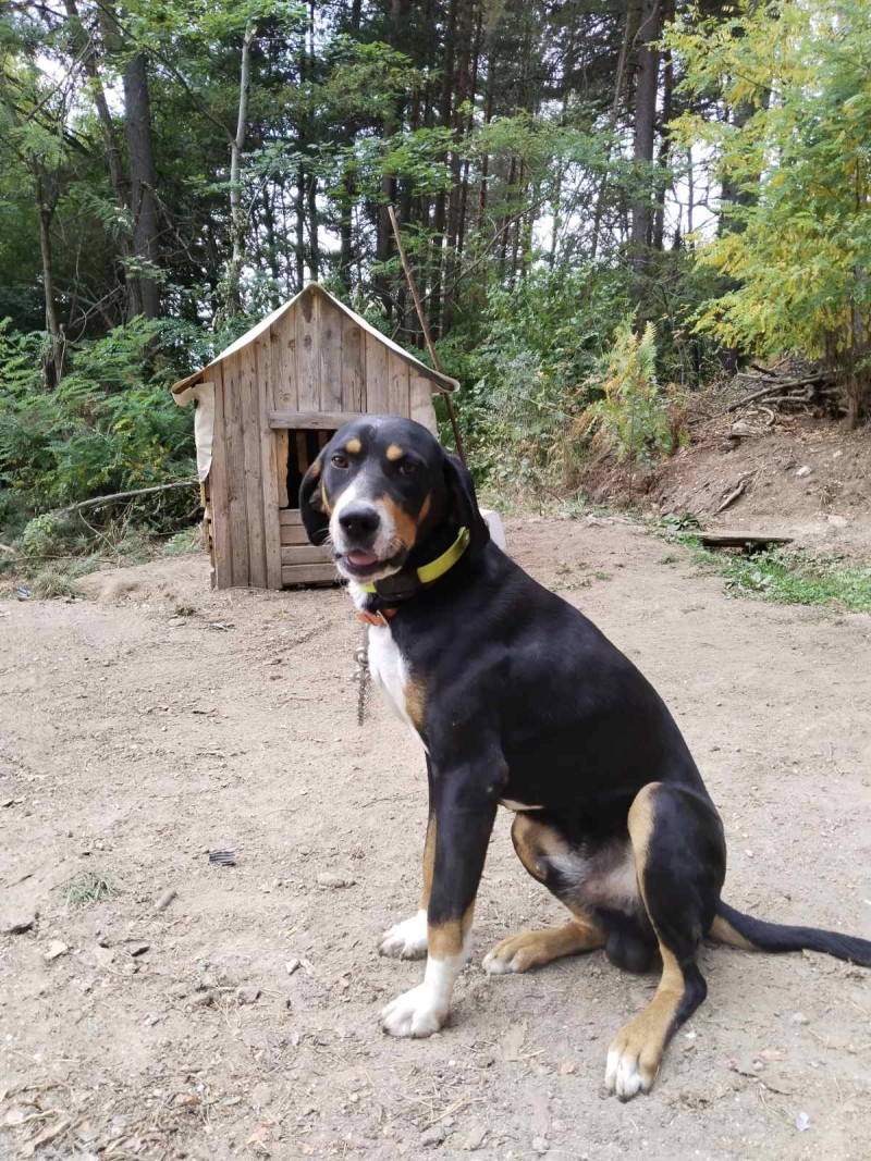 4G Pet GPS Tracker