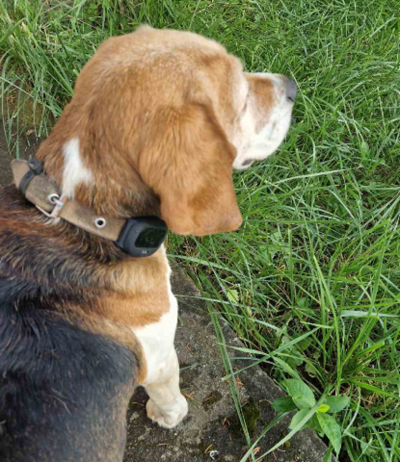 4G Pet GPS Tracker